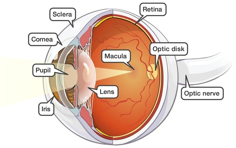 Ανατομία Οφθαλμού Ανατομία οφθαλμού
